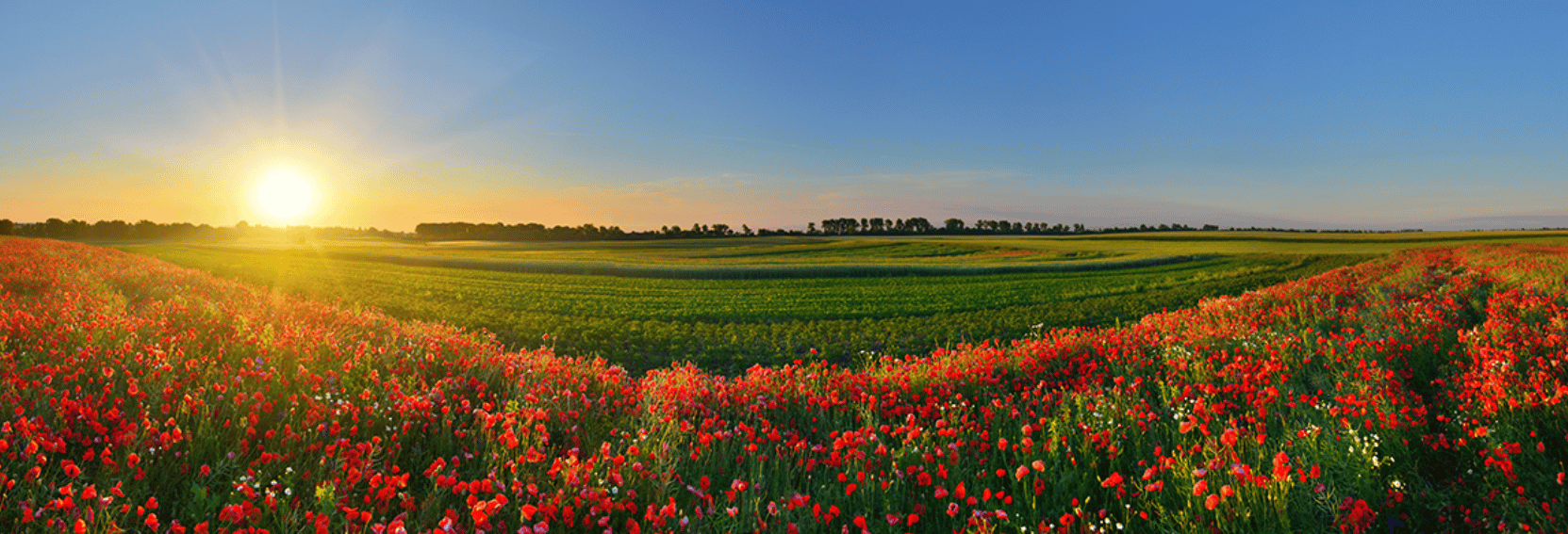 Serene sunset from a field of grass and flowers